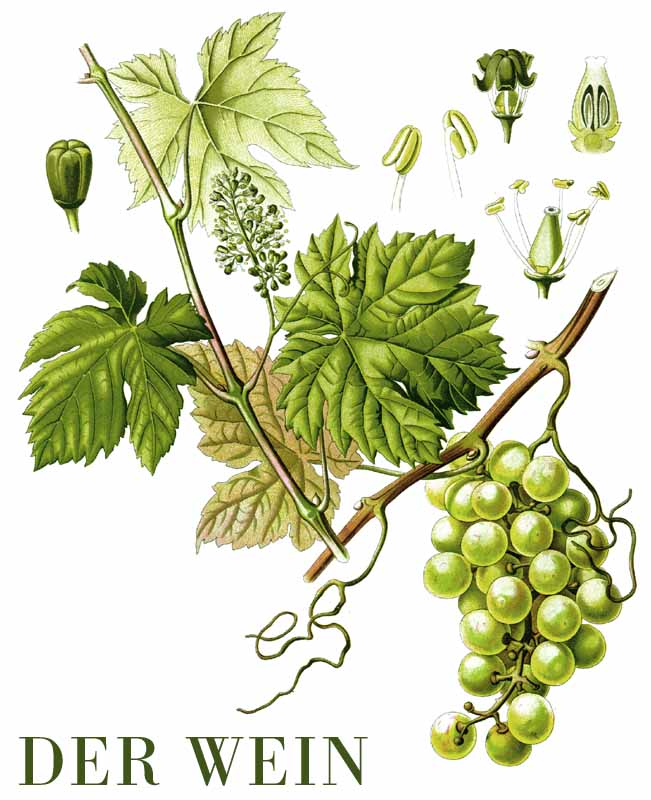 Der Wein | Direkt vom Winzer Italienische Weine Baden W&uuml;rttemberg Weine lifestyle Rebe Anbau Spitzenweine Infos Informationen Portal Weingut